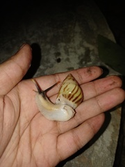 Amphidromus perversus