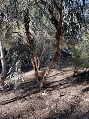 Eucalyptus celastroides