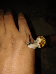 Amphidromus perversus