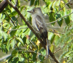 Contopus fumigatus