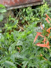 Dicliptera squarrosa