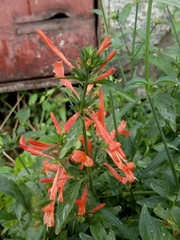 Dicliptera squarrosa