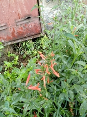 Dicliptera squarrosa