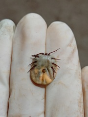 Amblyomma cordiferum