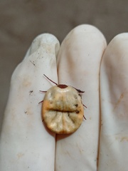 Amblyomma cordiferum