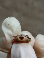 Amblyomma cordiferum