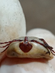 Amblyomma cordiferum
