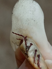 Amblyomma cordiferum