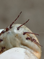 Amblyomma cordiferum