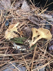 Pseudoarmillariella ectypoides