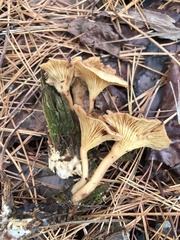 Pseudoarmillariella ectypoides