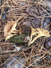 Pseudoarmillariella ectypoides