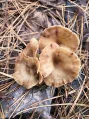 Pseudoarmillariella ectypoides