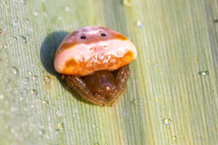 Cyrtarachne ixoides