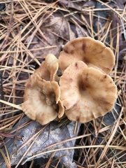 Pseudoarmillariella ectypoides