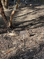 Eucalyptus celastroides