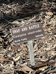 Eucalyptus celastroides