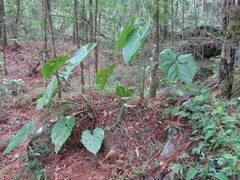 Anthurium huixtlense