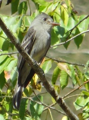 Contopus fumigatus