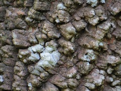 Anadenanthera colubrina