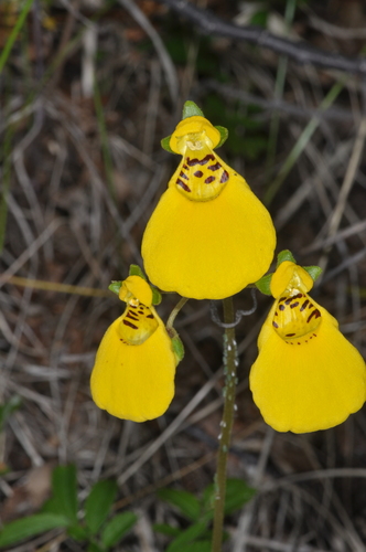 Image of Calceolaria biflora by (c) aacocucci, some rights reserved (CC BY)