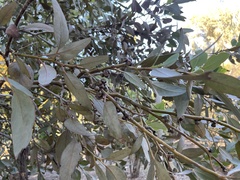Eucalyptus conglobata