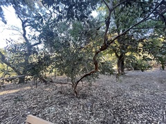 Eucalyptus conglobata