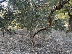 Eucalyptus conglobata