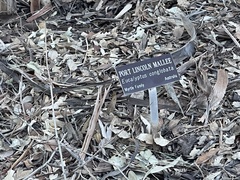 Eucalyptus conglobata