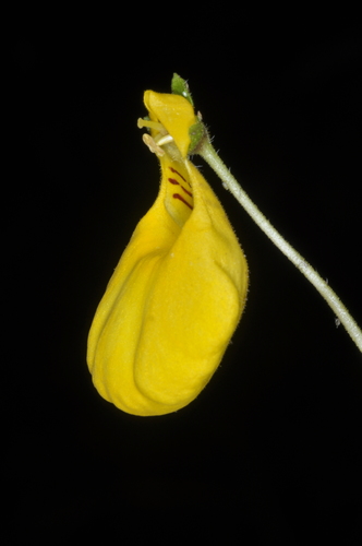 Image of Calceolaria biflora by (c) aacocucci, some rights reserved (CC BY)