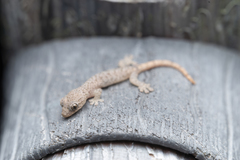 Hemiphyllodactylus hongkongensis