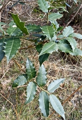 Ilex dipyrena