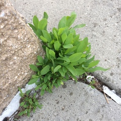Polygonum aviculare