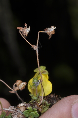 Calceolaria tenella