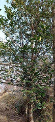 Ilex dipyrena