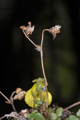 Calceolaria tenella