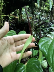 Anthurium talamancae