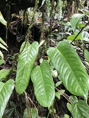 Anthurium talamancae