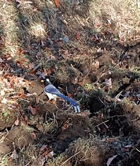 Urocissa flavirostris