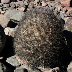 Parodia stuemeri