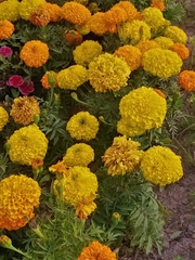 Tagetes erecta