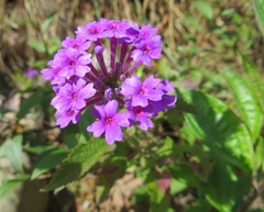 Glandularia scrobiculata