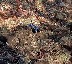 Urocissa flavirostris