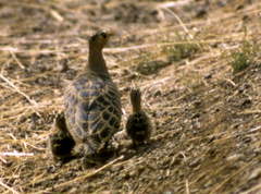 Pterocles quadricinctus