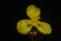 Xyris tennesseensis