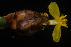 Xyris tennesseensis