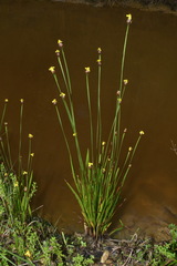 Xyris tennesseensis