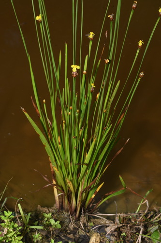 Tennessee yelloweyed grass (Xyris tennesseensis)
