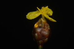 Xyris tennesseensis