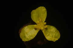 Xyris tennesseensis